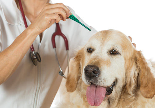 flea and tick control in pets